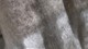 sp_arli_cinderella_sutherland_light_taupe_detail