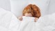 Dekbed Superieur 90% dons zomer