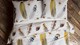 dbo_hecket_lane_lopez_detail1