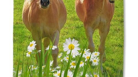 tx_muller_horses_multi_stand_alone