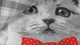 dbo_ambianzz_cat_with_bowtie_detail