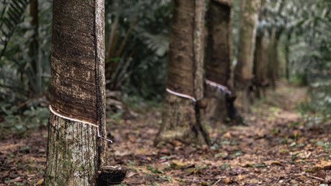 een rij bomen met een elastiekje