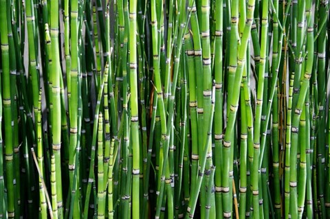 Een groep groene bamboe