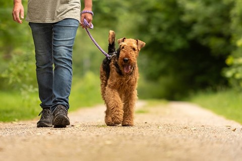 een persoon die een hond aan de lijn uitlaat