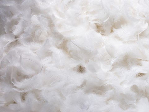 een stapel witte veren